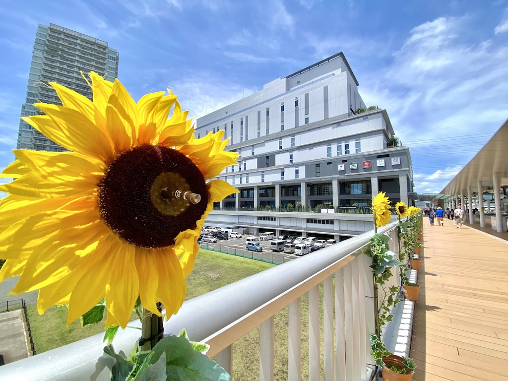 海老名駅に隣接する複合施設ViNA GARDENS TERRACE(ビナガーデンズ テラス)を、駅からつながるデッキの上から撮影した写真。手前の柵にヒマワリの鉢植えが並び、白い外壁の低層商業棟と高層マンション、右手には木調のデッキを歩く人々と青空が広がる。明豊ファシリティワークスが新築工事のコンストラクションマネジメントを手がけた建物。